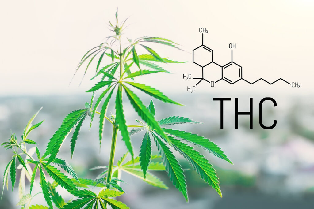 THCv Distillate